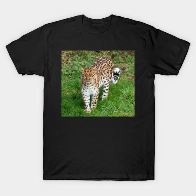 Amur leopard T-Shirt by Itsgrimupnorth